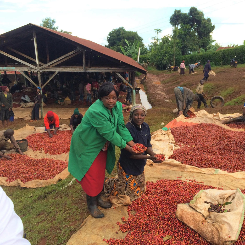 Baragwi Farmers Cooperative Lotto #139 - Kirinyaga
