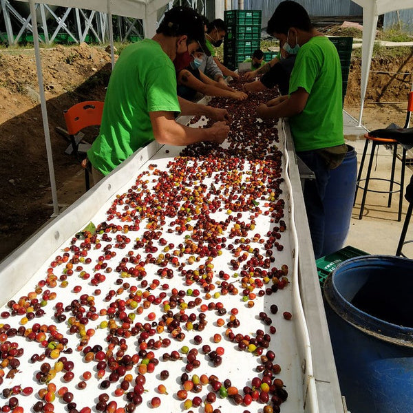 El Embrujo Pink Bourbon Carbonic Maceration - Anserma