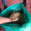 La Victoria Geisha washed - Tolima