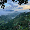 La Victoria Geisha washed - Tolima