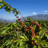 Aulai Co-Fermented Anaerobic Natural - Yunnan, China