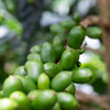 La Reserva Chiroso Anaerobic Honey - Antioquia