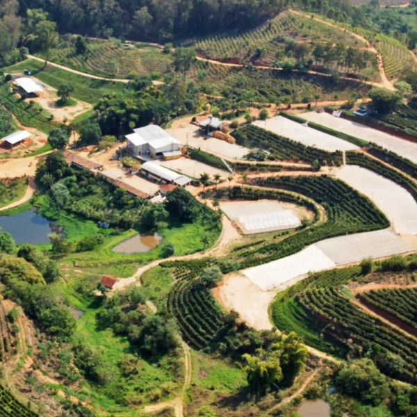 Fazenda das Almas Natural Anaerobic - Minas Gerais