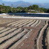 El Martillo Extended Washed - Apaneca-Ilamatepec
