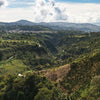 Colombia Villa Daniela Anaerobic Natural - Huila