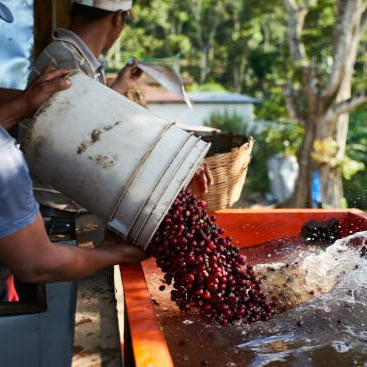 Mozonte Java - Nueva Segovia