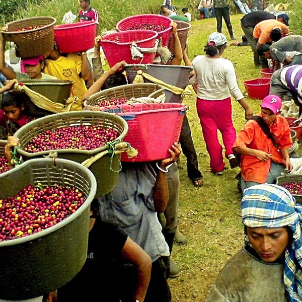 Finca Las Palomas, Microlotto La Maravilla Natural - Tarbaca