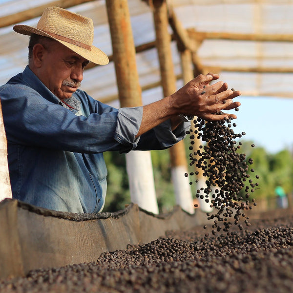 Fazenda São Silvestre Yellow Icatu Cryo Fermentazione Anaerobica