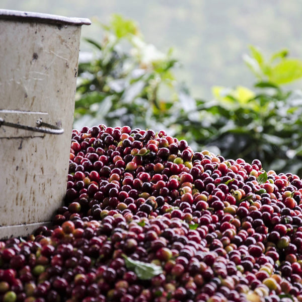 Finca La Florida Red Honey Geisha - Copey, San Jose