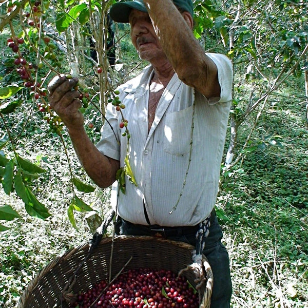 Finca El Martillo Lotto #1 Natural - Santa Ana