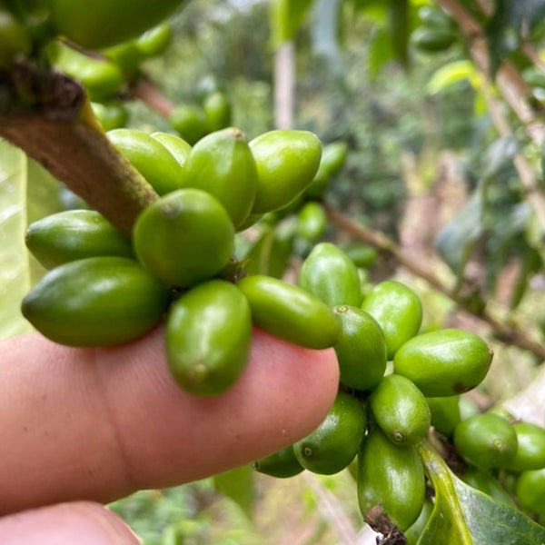 Finca El Rubì Papayo Honey - Huila