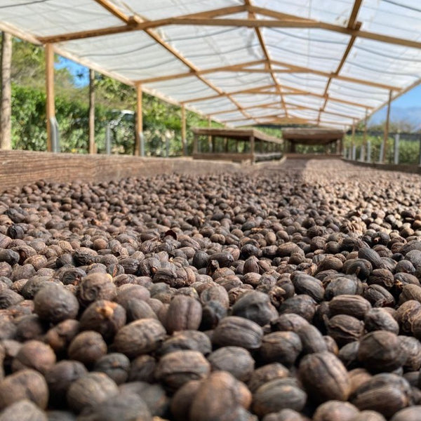 Finca El Triunfo 90H Macerated Natural - Copan