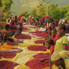 Gesha Village Surma lotto #37 - Bench Maji, Etiopia