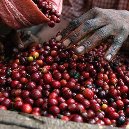 Finca Los Nisperos - El Chalun, Huehuetenango