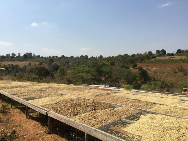 Tanzania Ilomba Lot #2, Mbozi | Nero Scuro Specialty Coffees