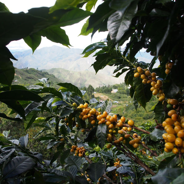 Inzà Calderas Lot - Cauca