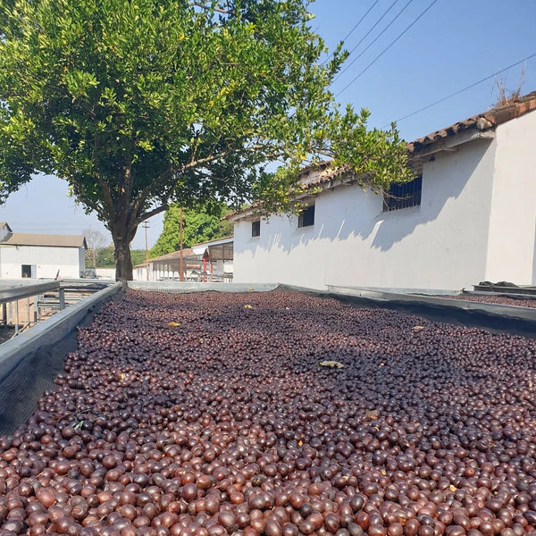 Finca La Reforma SL28 Naturale - Santa Ana Volcano