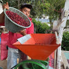 Mariano Cardona fermentazione 36h - Canalaj, Huehuetenango