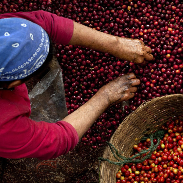 Finca San Carlos Dos, # 7 - Macerato 90h Naturale – Morazán